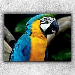 Foto na plátno Modrý papoušek ara 70x50 cm