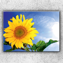 Foto na plátno Slunečnice 3 70x50 cm