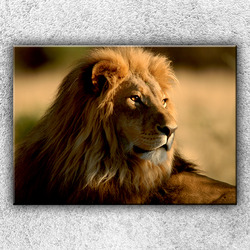 Foto na plátno Pohled lva 2 70x50 cm