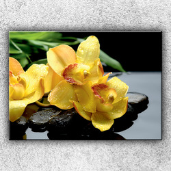 Foto na plátno Žlutá orchidej na kamenech 2 70x50 cm