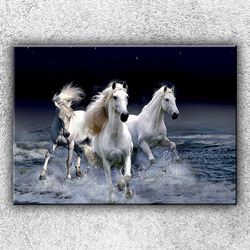 Foto na plátno Divocí koně 1 70x50 cm
