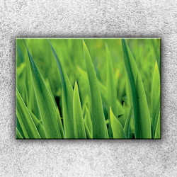 Foto na plátno Stébla trávy 50x35 cm