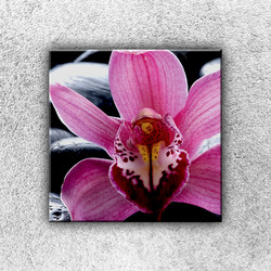 Foto na plátno Fialková orchidej 1 30x30 cm