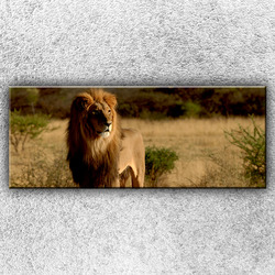 Foto na plátno Lev v pozoru 1 150x60 cm