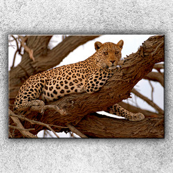 Foto na plátno Gepard na stromě 120x80 cm
