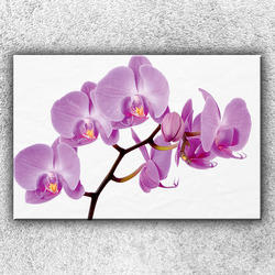 Foto na plátno Fialová orchidej 120x80 cm