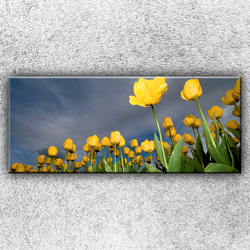 Foto na plátno Pole žlutých tulipánů 1 120x50 cm