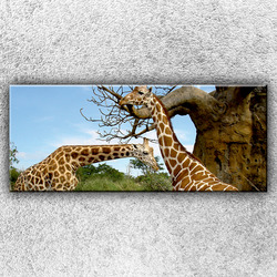 Foto na plátno Žirafí pár 1 120x50 cm