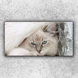 Foto na plátno Modrooká kočka 100x50 cm