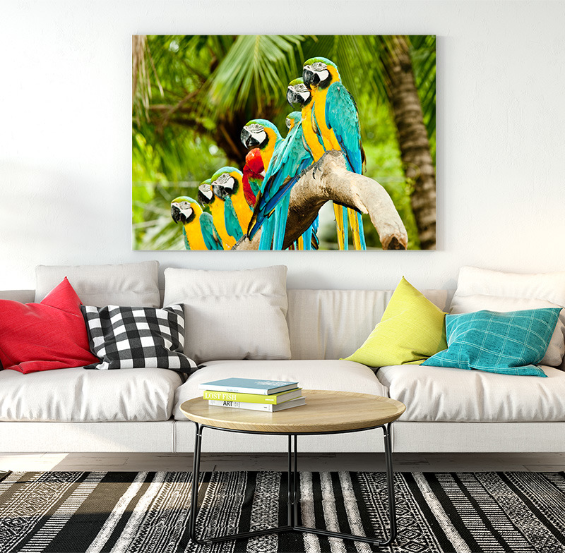 Obraz Papoušci (Rozměr obrazu: 120x80)